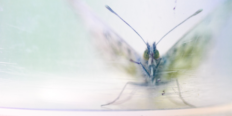 Image: Sanne Govaert/British Ecological Society